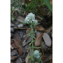 teucrium capitatum l.