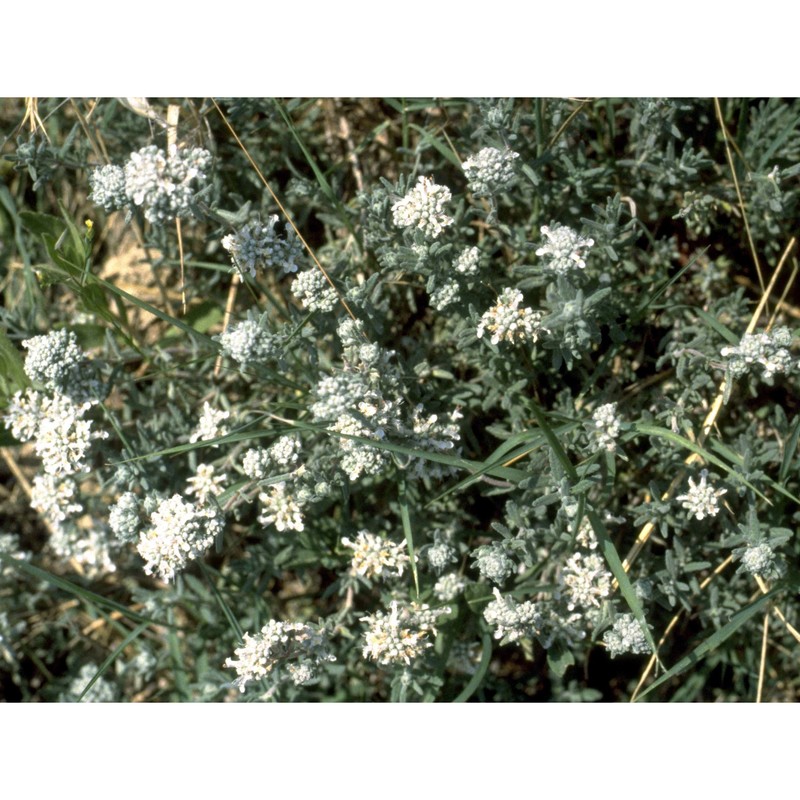 teucrium capitatum l.