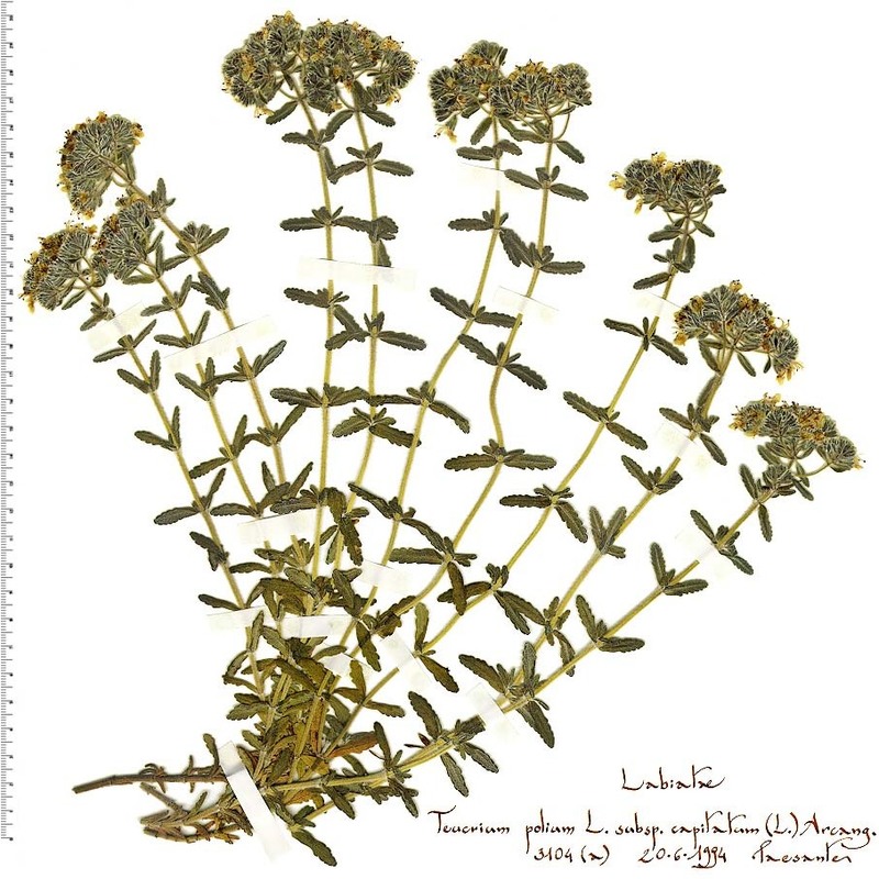 teucrium capitatum l.