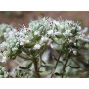 teucrium capitatum l.