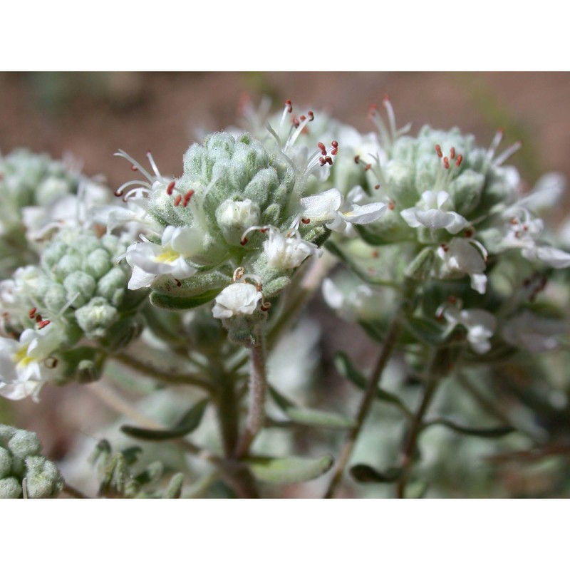 teucrium capitatum l.