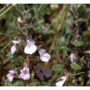 teucrium chamaedrys l.