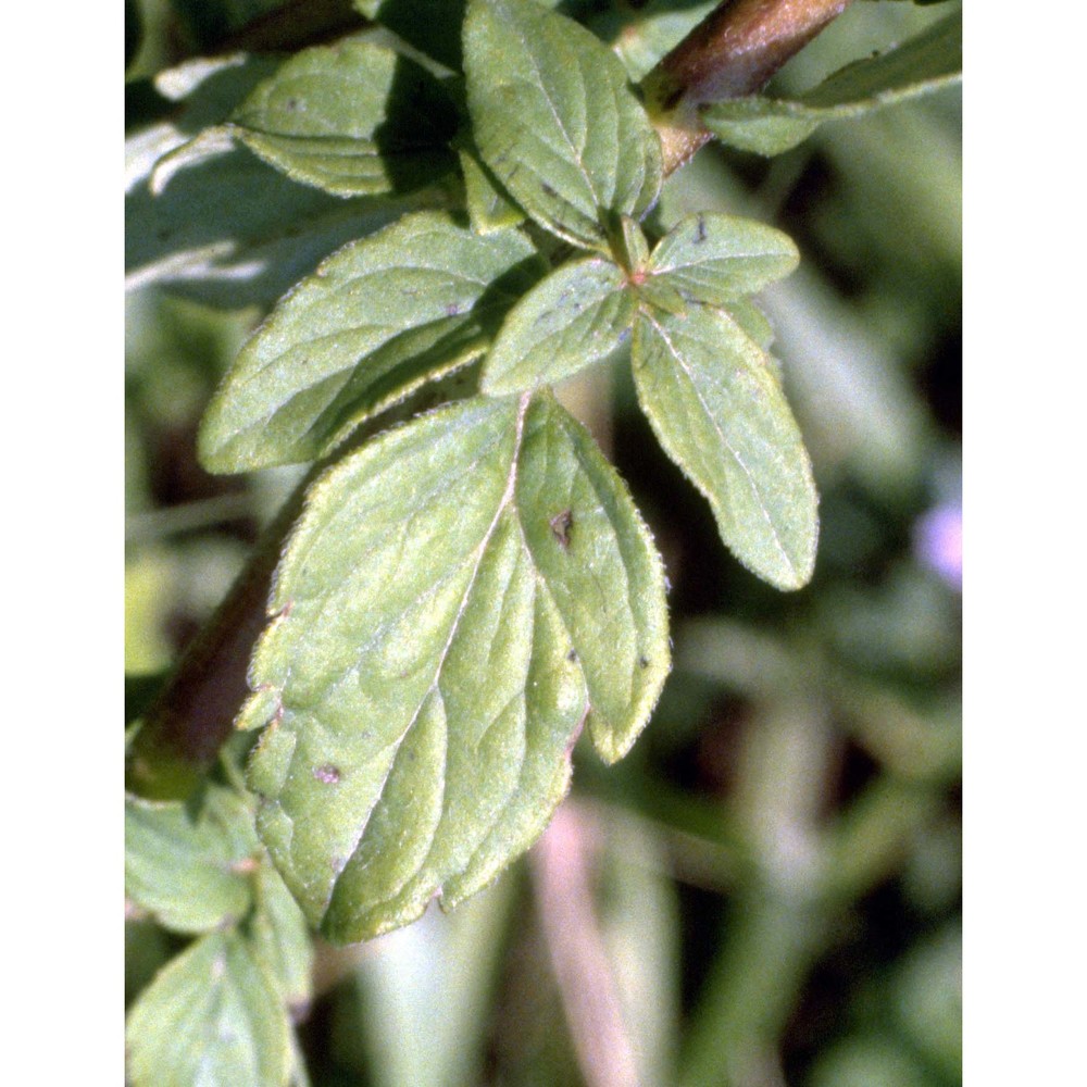 teucrium chamaedrys l.