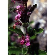 teucrium chamaedrys l.