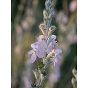 teucrium creticum l.