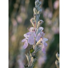 teucrium creticum l.
