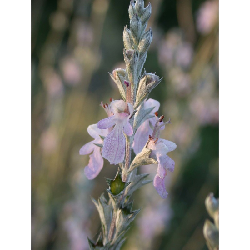 teucrium creticum l.