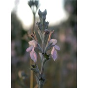 teucrium creticum l.