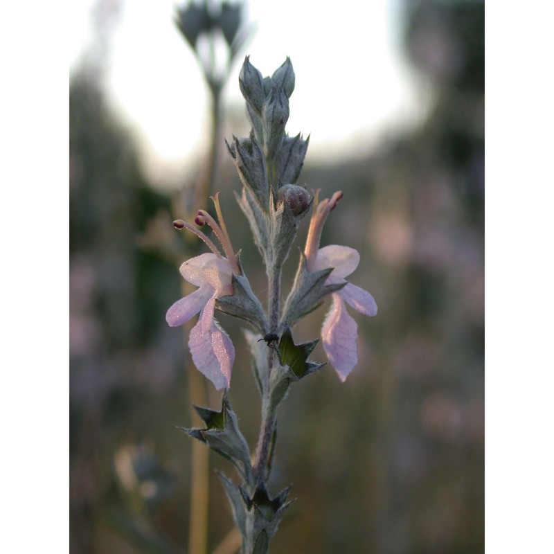 teucrium creticum l.