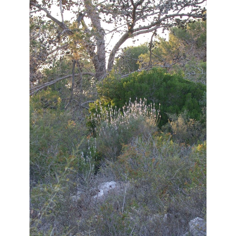 teucrium creticum l.
