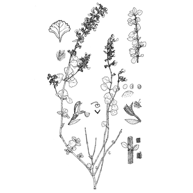 teucrium flavum l.