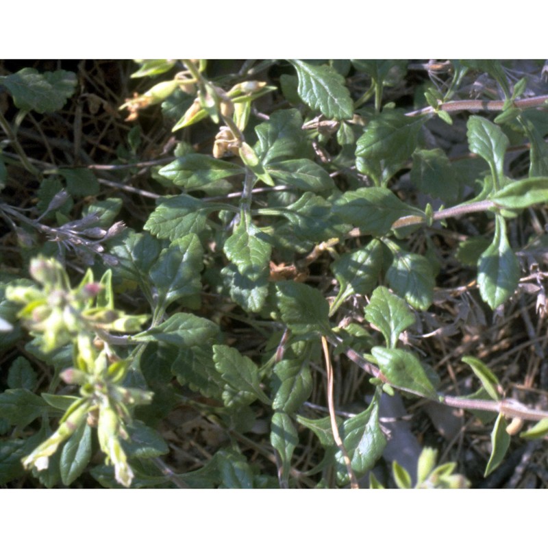 teucrium flavum l.