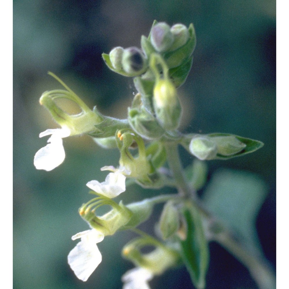 teucrium flavum l.