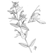 teucrium fruticans l.