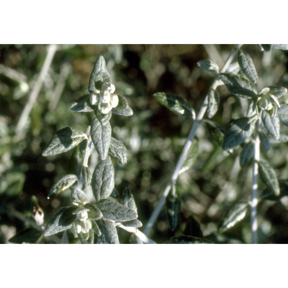 teucrium fruticans l.