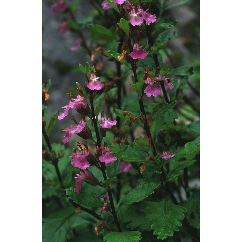 teucrium lucidum l.