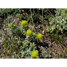 teucrium luteum (mill.) degen