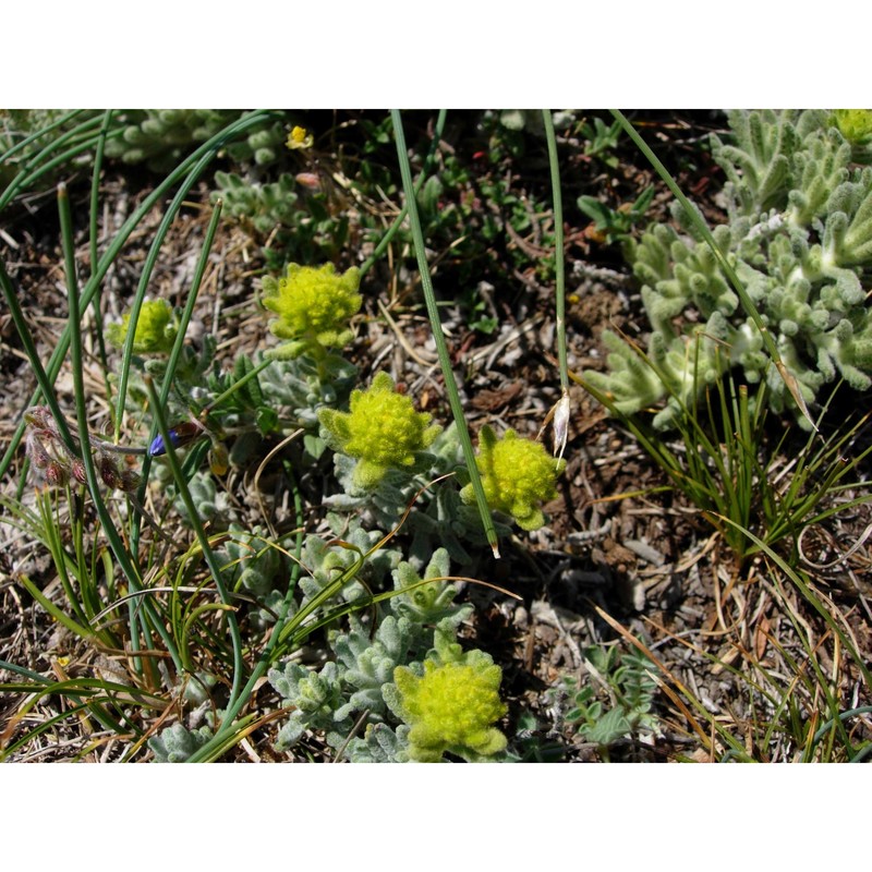 teucrium luteum (mill.) degen