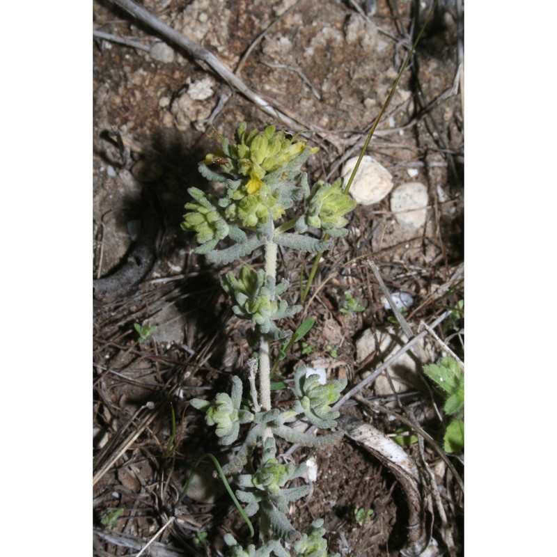 teucrium luteum (mill.) degen
