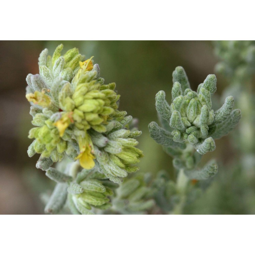 teucrium luteum (mill.) degen
