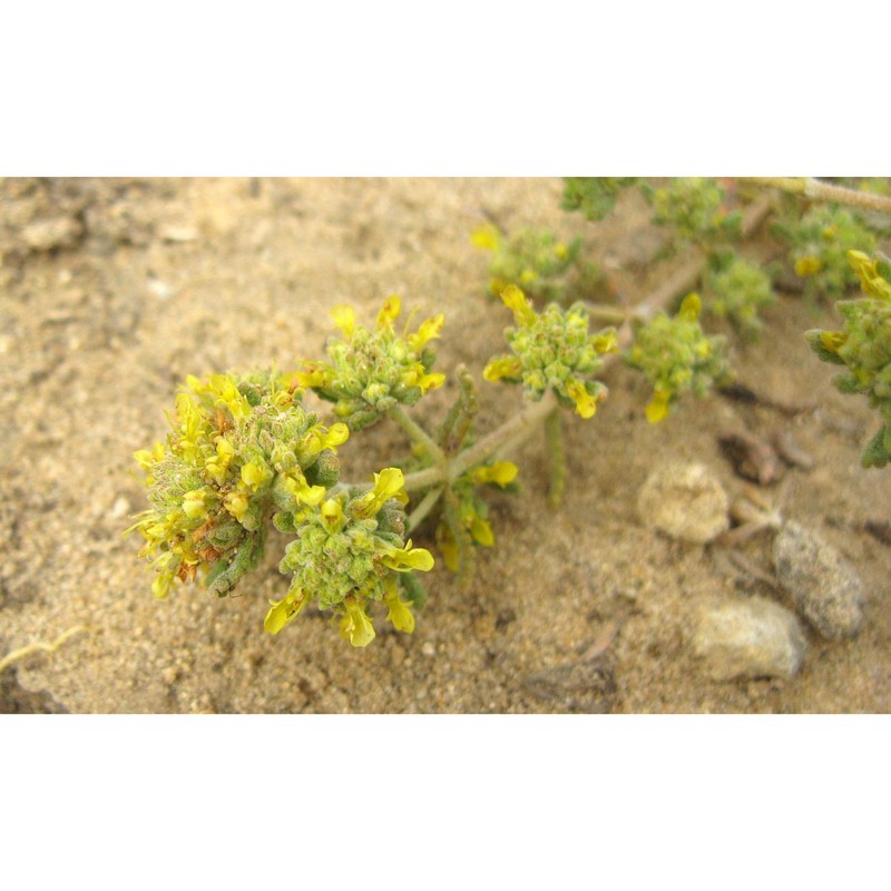teucrium luteum (mill.) degen