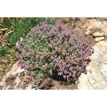 teucrium marum l.