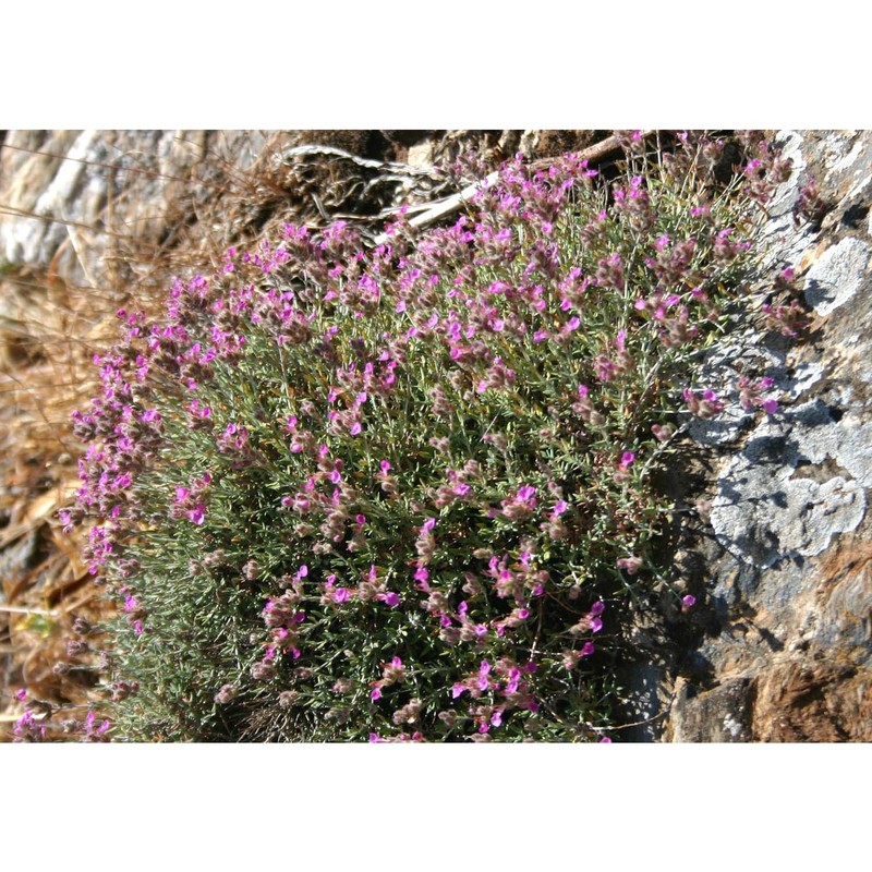 teucrium marum l.