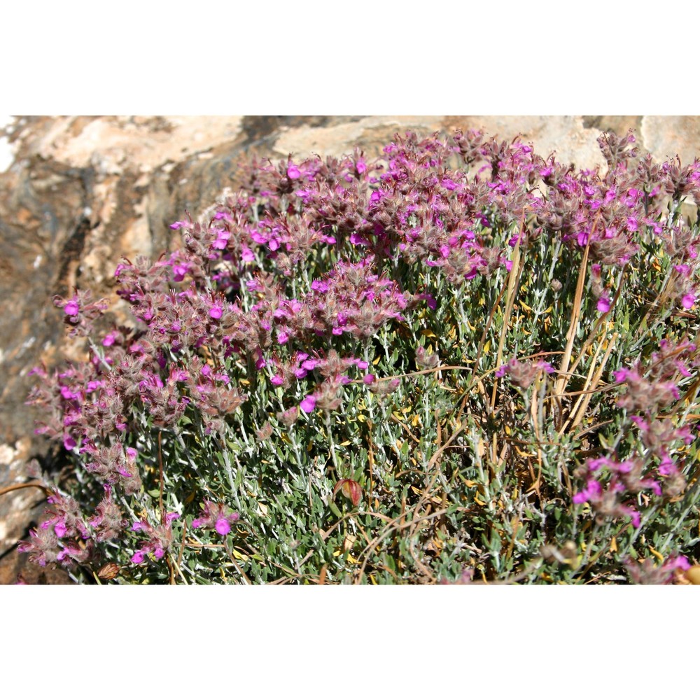 teucrium marum l.