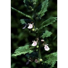 teucrium scordium l.