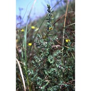 teucrium scordium l.