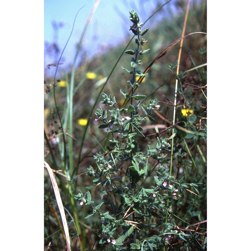 teucrium scordium l.