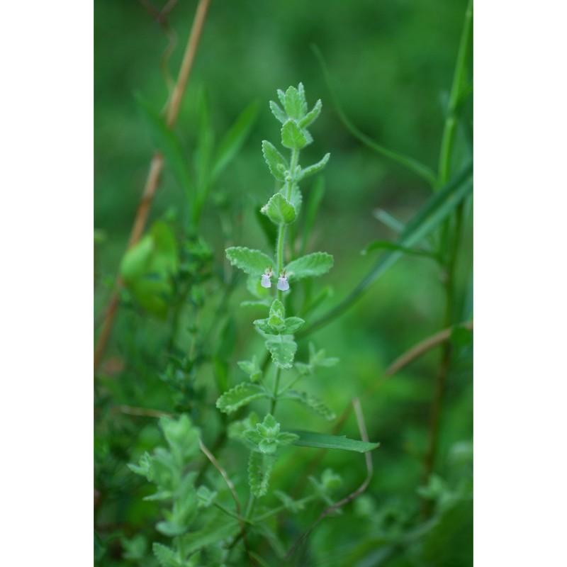 teucrium scordium l.