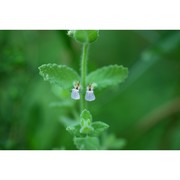 teucrium scordium l.