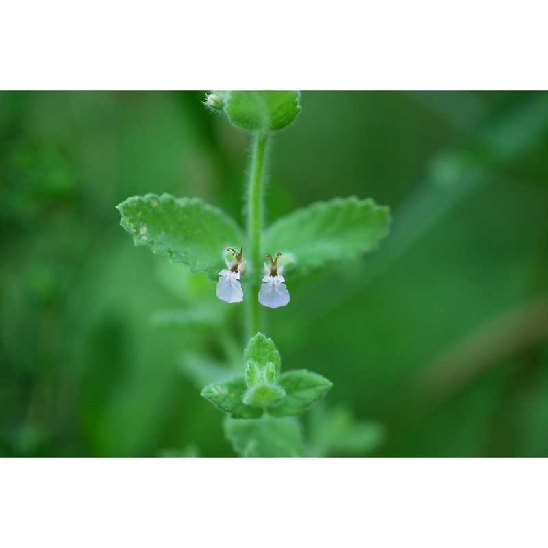 teucrium scordium l.