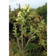 teucrium scorodonia l.