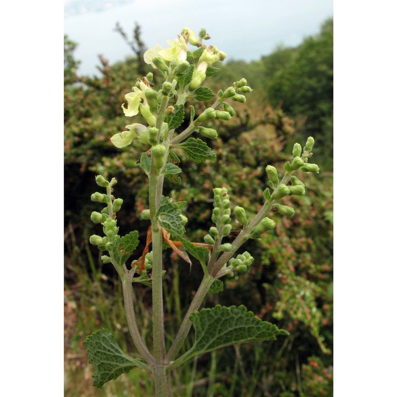 teucrium scorodonia l.