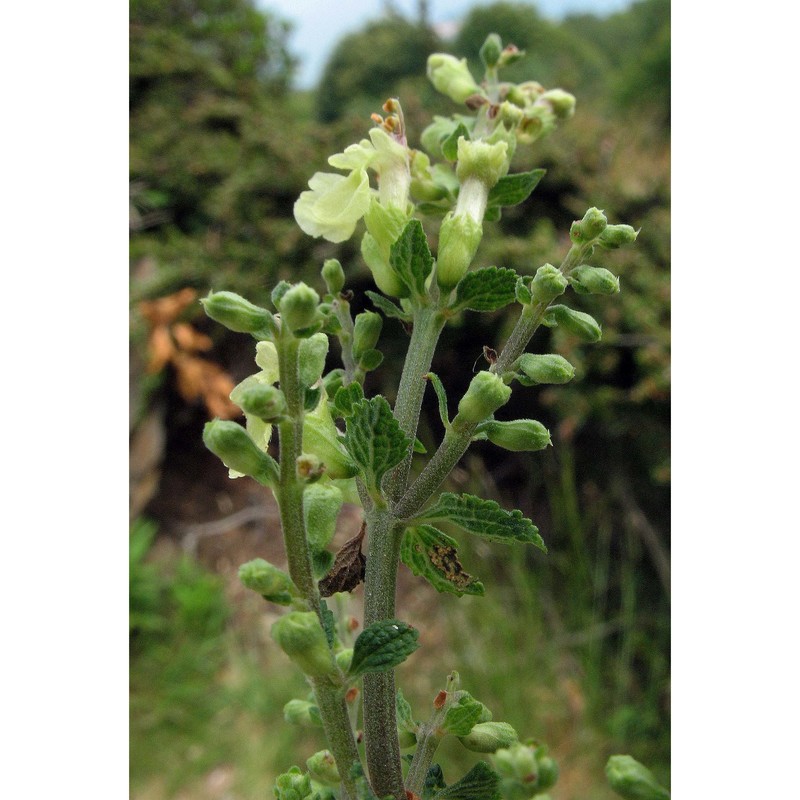 teucrium scorodonia l.