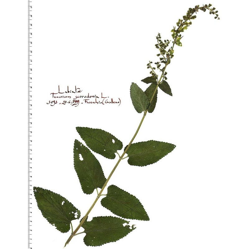 teucrium scorodonia l.