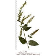 teucrium scorodonia l.
