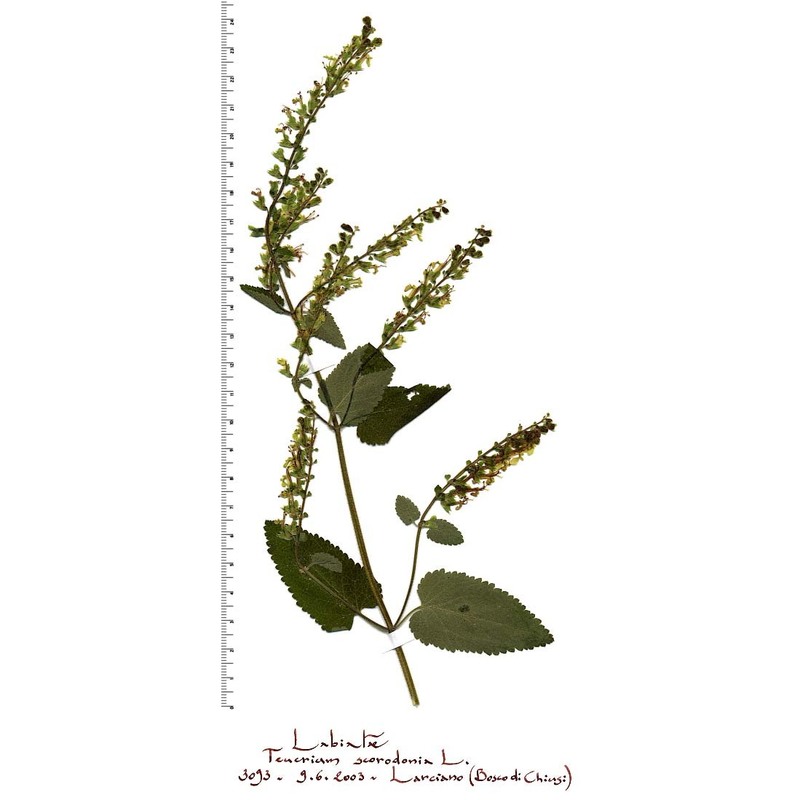 teucrium scorodonia l.