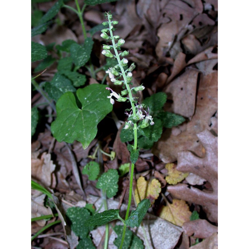 teucrium siculum (raf.) guss.