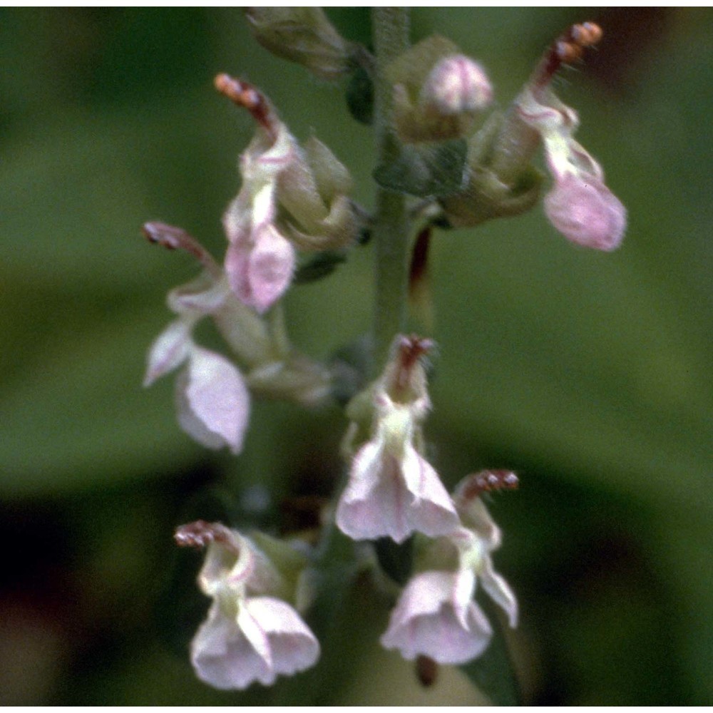 teucrium siculum (raf.) guss.