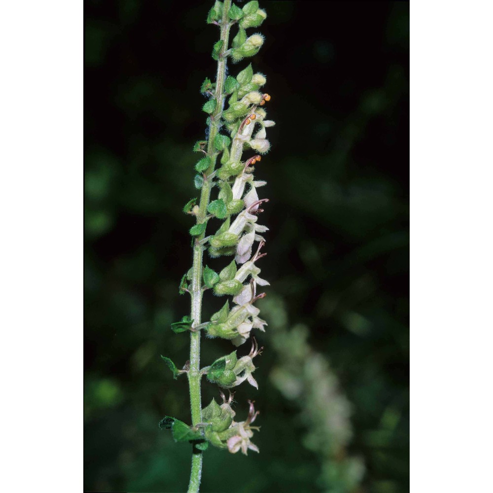 teucrium siculum (raf.) guss.