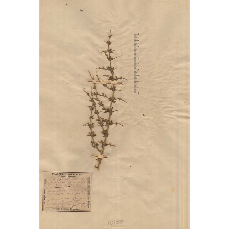 teucrium spinosum l.