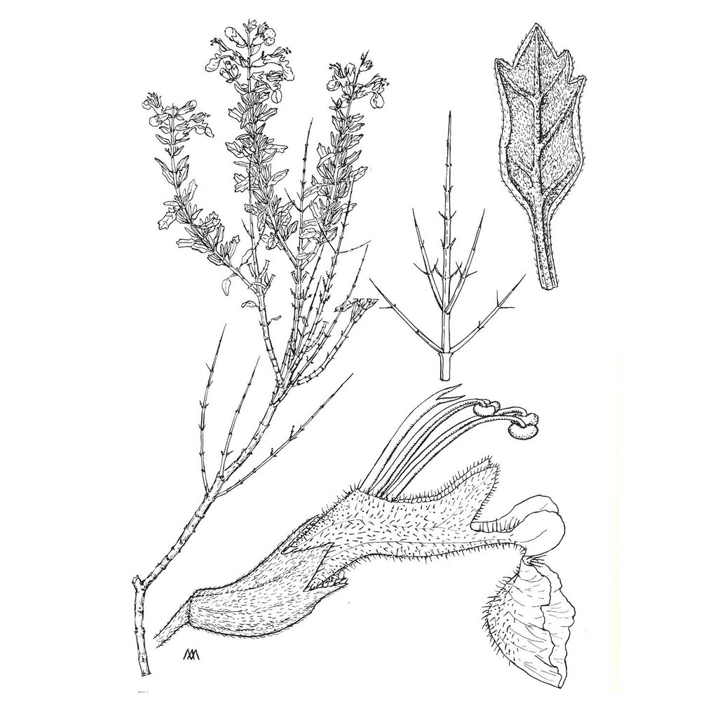 teucrium subspinosum pourr.