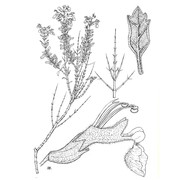 teucrium subspinosum pourr.