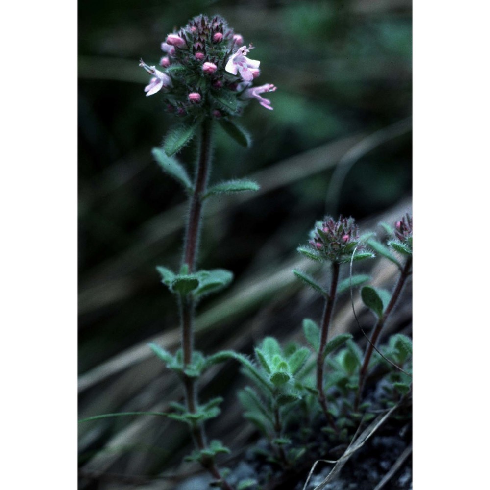 thymus caespitosus (opiz ex heinr. braun) ronniger