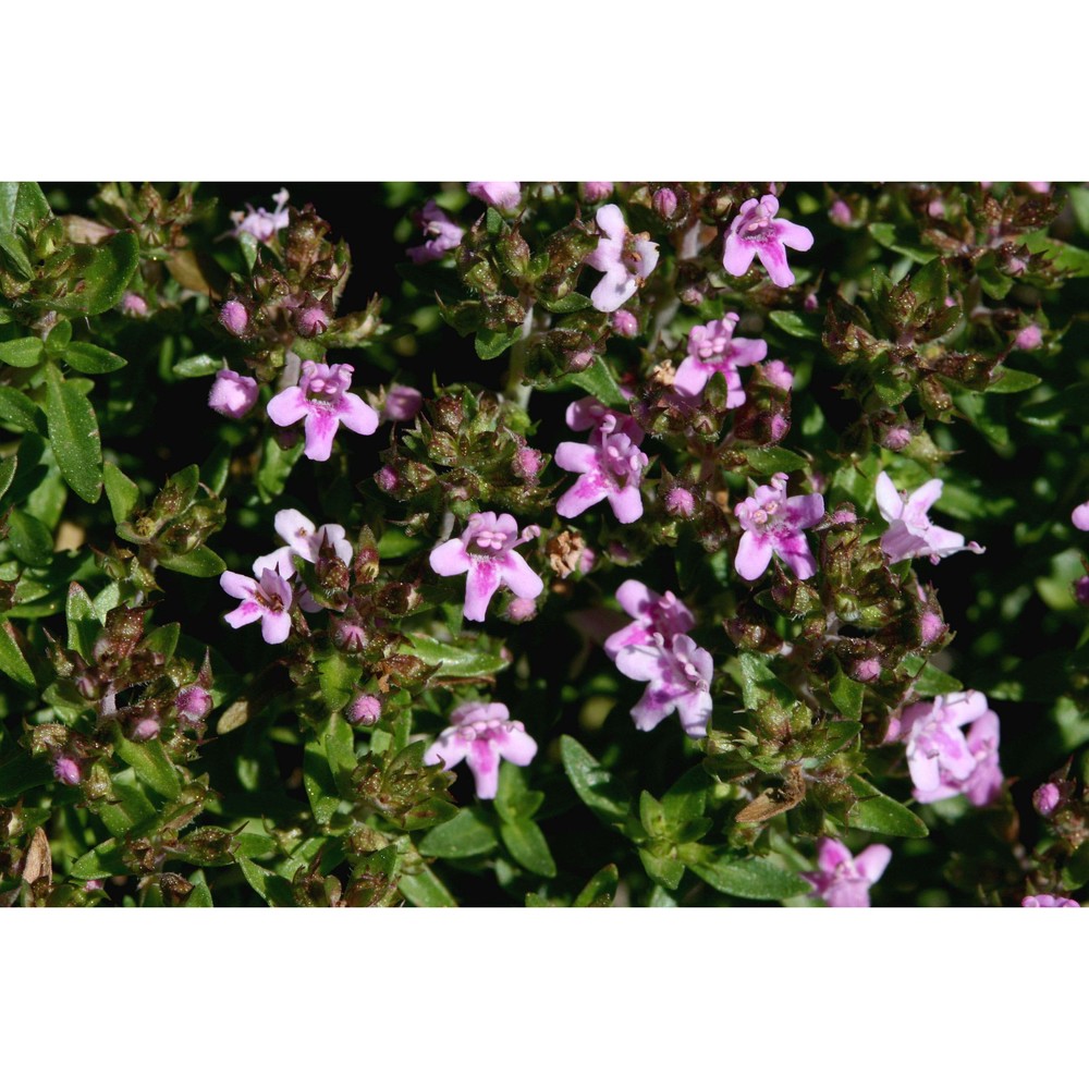 thymus herba-baronae loisel.