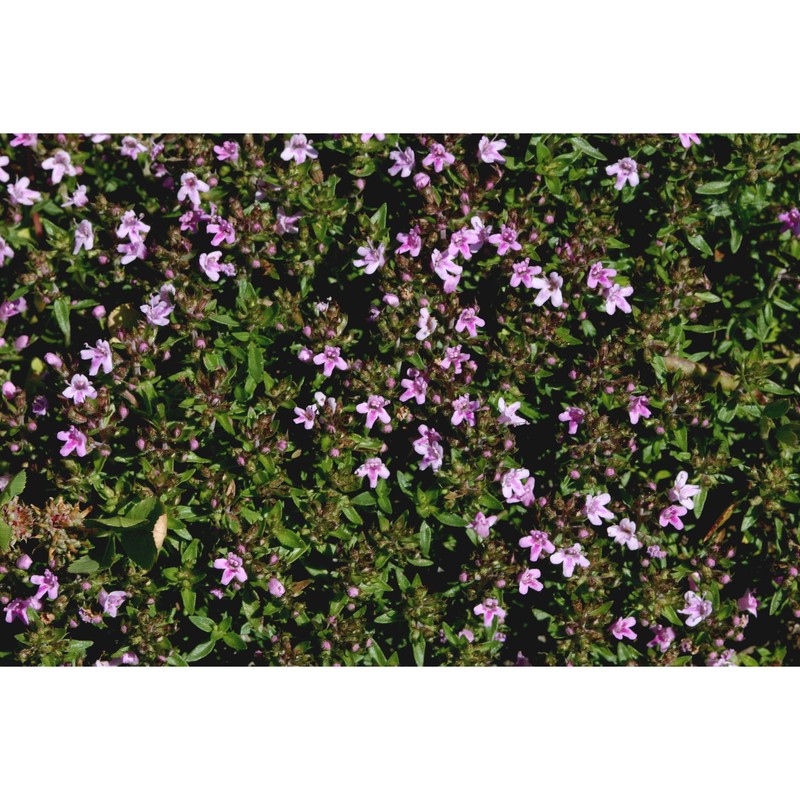 thymus herba-baronae loisel.