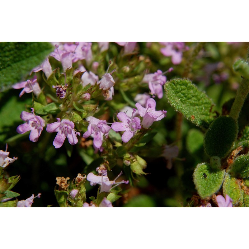 thymus herba-baronae loisel.